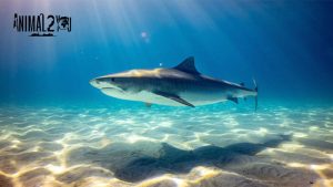 เรื่องเล่าของฉลาม