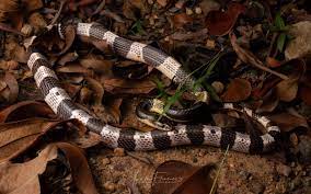 งูทับสมิงคลา