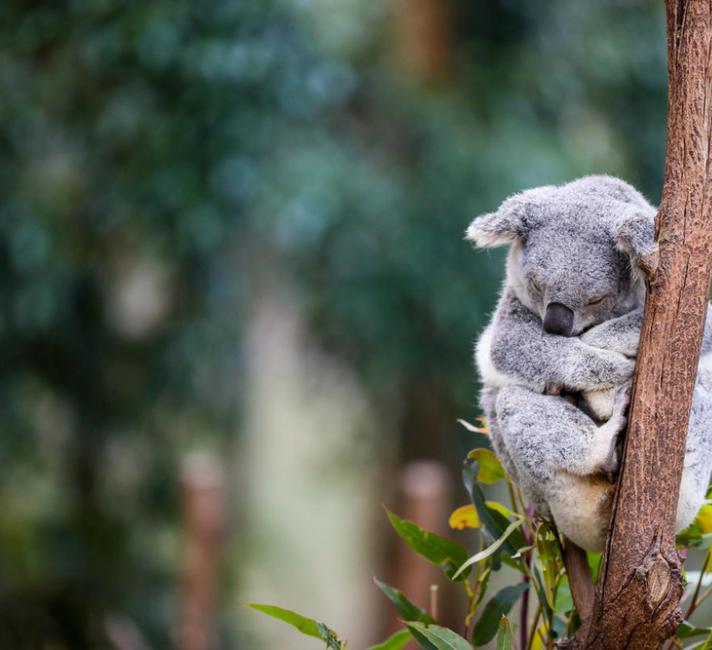 โคอาล่า