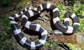 งูทับสมิงคลา