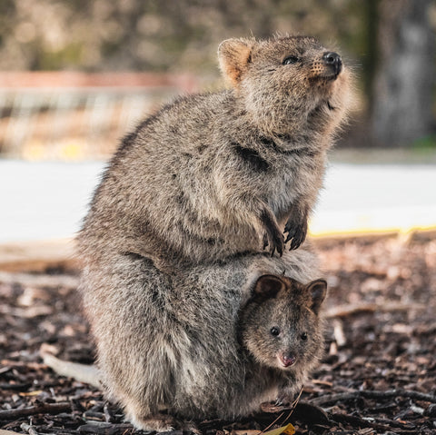 ควอกก้า