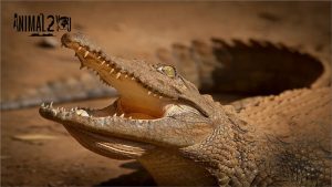 จระเข้เคย์แมน