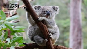 โคอาล่า