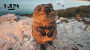 ควอกก้า