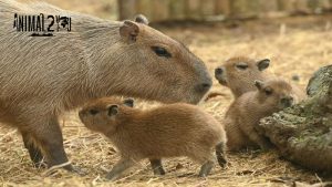 คาปิบารา