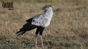 นกเลขานุการ