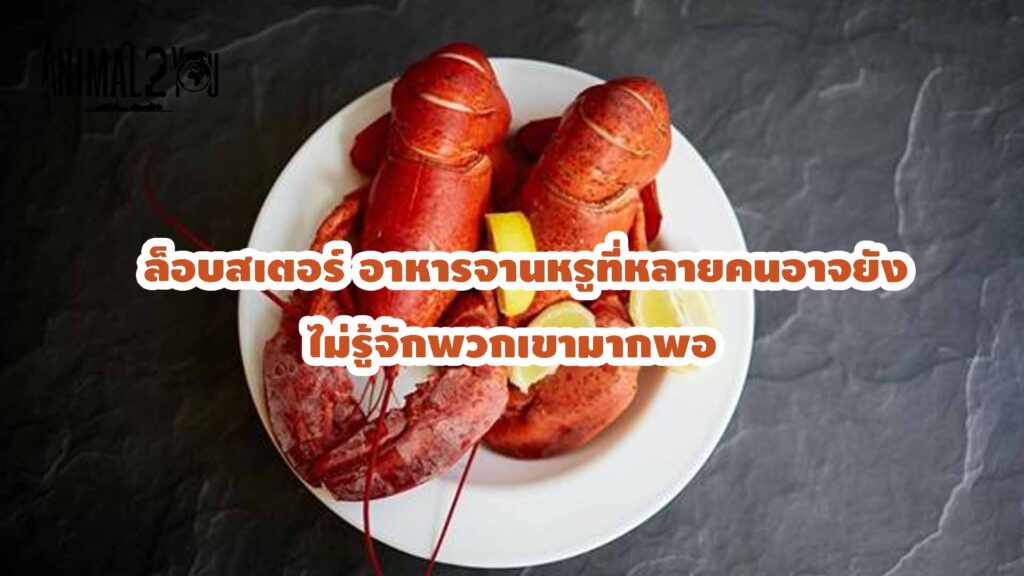 ล็อบสเตอร์