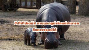 ฮิปโปโปเตมัส