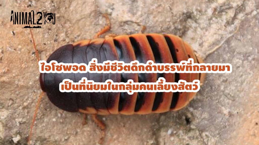 ไอโซพอด