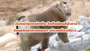 เรื่องน่ารู้ของลิงกัง