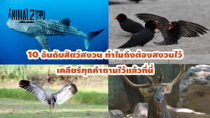 สัตว์สงวน