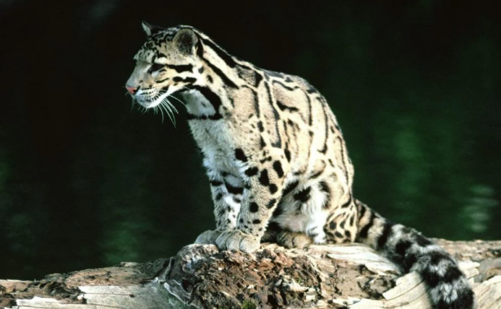 PARDOFELIS MARMORATA