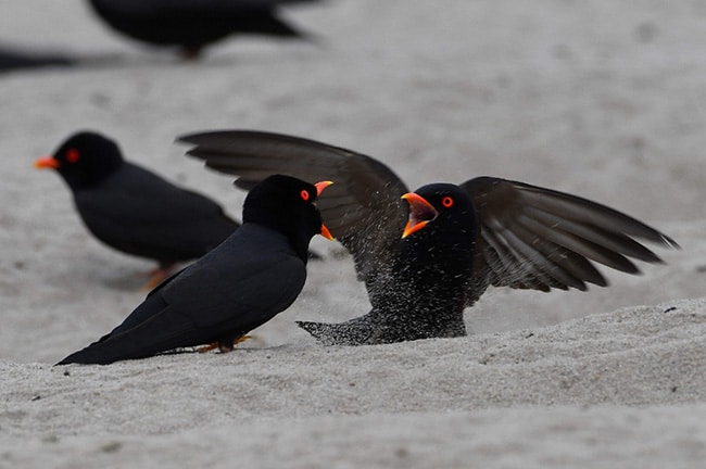 PSEUDOCHELIDON SIRINTARAE