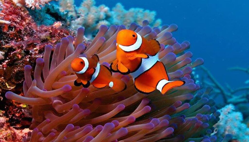 clown fish