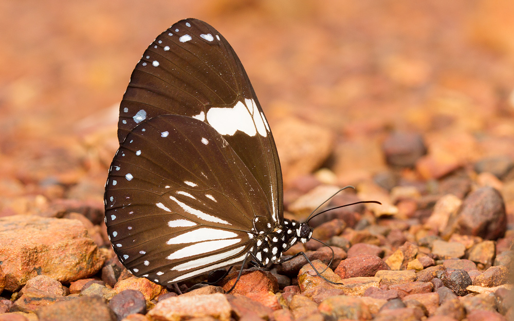 group of butterflies