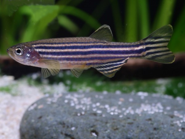 zebra fish