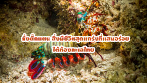 กั้งตั๊กแตน