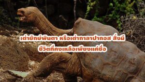 เต่ายักษ์พินตา