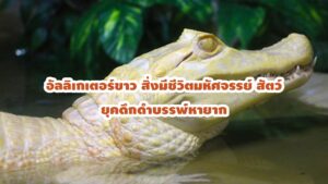 อัลลิเกเตอร์ขาว