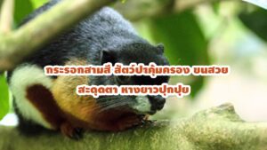 กระรอกสามสี