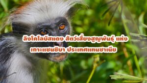 ลิงโคโลบัสแดง