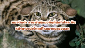 แมวตีนดำ