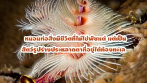 หนอนท่อ