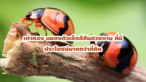 เต่าทอง