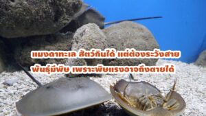 แมงดาทะเล