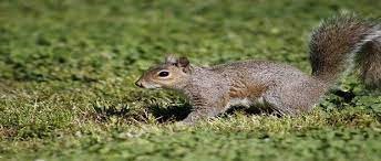 ลักษณะโดยทั่วไปของ กระแตใต้