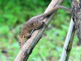 กระแตใต้สัตว์โลกน่ารักที่สามารถเลี้ยงได้จริง