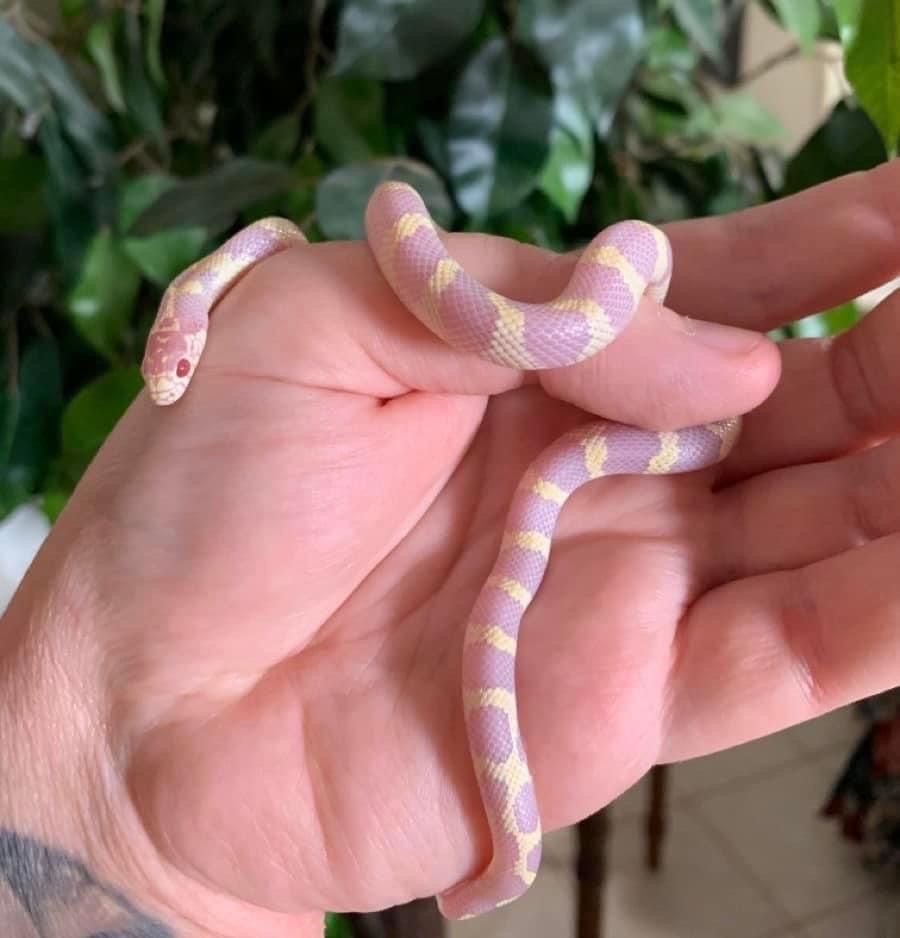 คอร์นสเนค