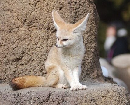 หมาจิ้งจอก