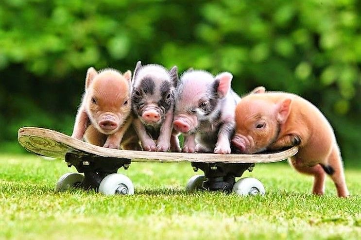 ค่าใช้จ่ายในการเลี้ยง หมูแคระ