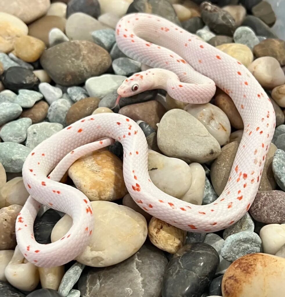 งูคอร์นสเนค