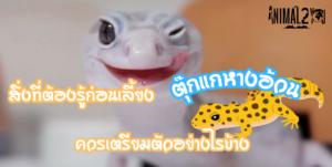 ตุ๊กแกหางอ้วน