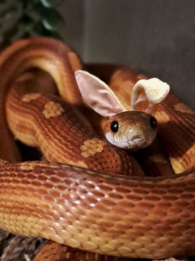 นิสัยงูคอร์นสเนค