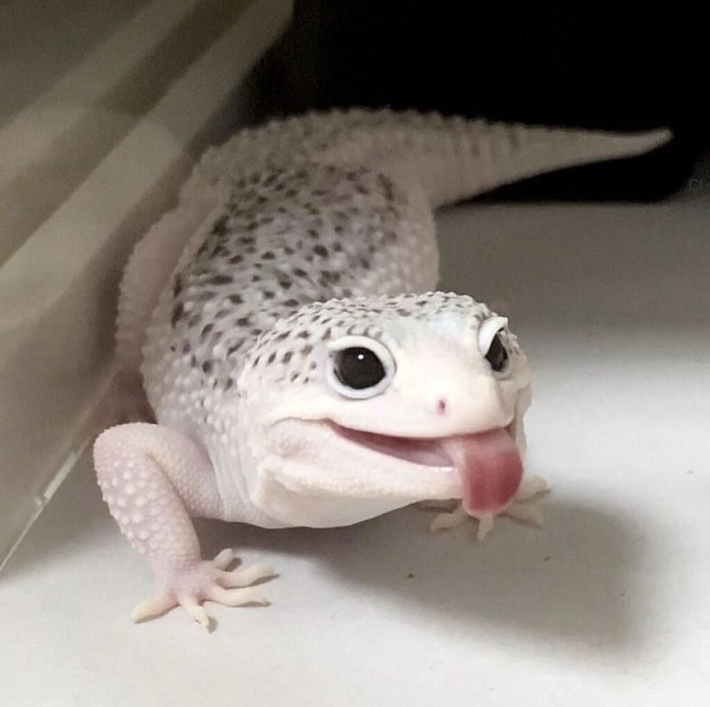 นิสัย ตุ๊กแกหาง อ้วน