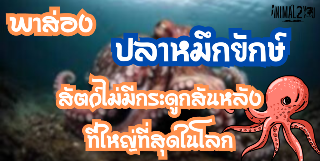 ปลาหมึกยักษ์