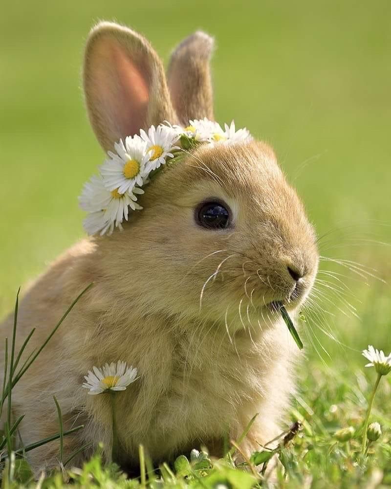 ปัญหาสุขภาพ กระต่าย ที่พบบ่อย