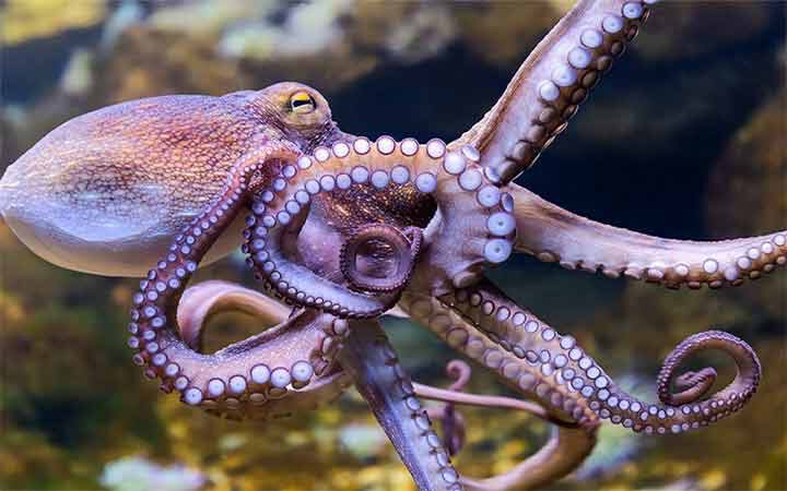 พฤติกรรมของปลาหมึกยักษ์