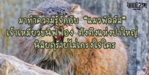 มาทำความรู้จักแมวป่าลัส