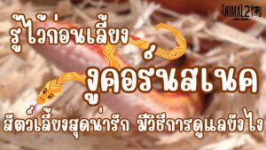 รู้ไว้ก่อนเลี้ยง งูคอร์นสเนค