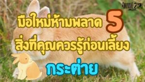 วิธีเลี้ยงกระต่าย