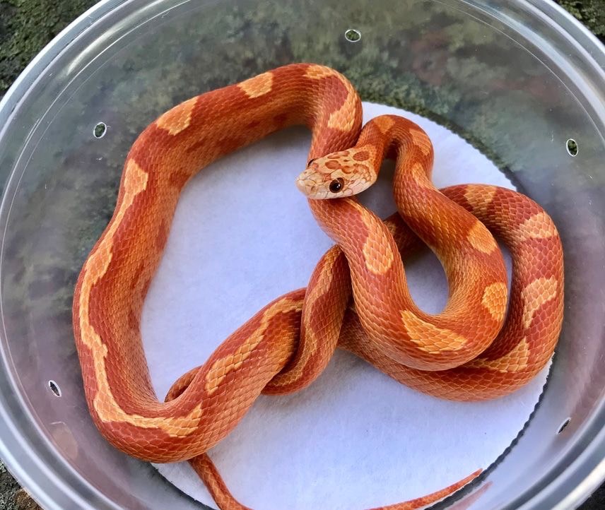 วิธีเลี้ยง งูคอร์นสเนค