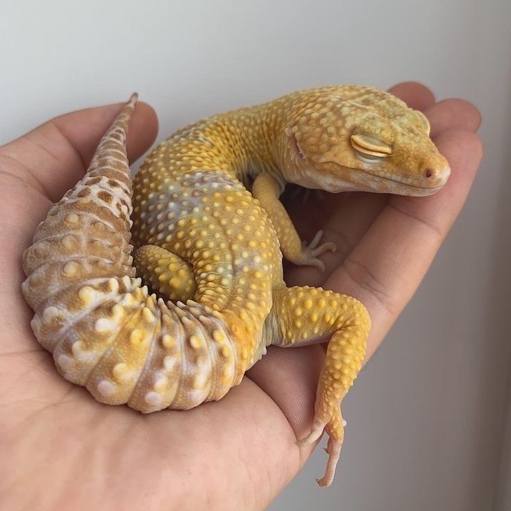 วิธีเลี้ยงตุ๊กแกหางอ้วน