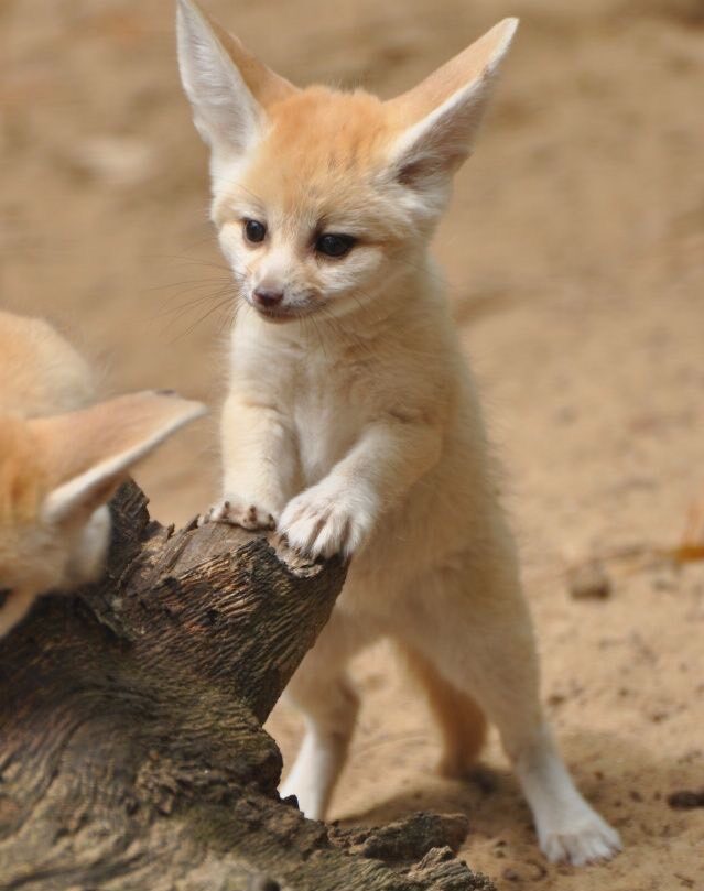 อาหารของหมาจิ้งจอก