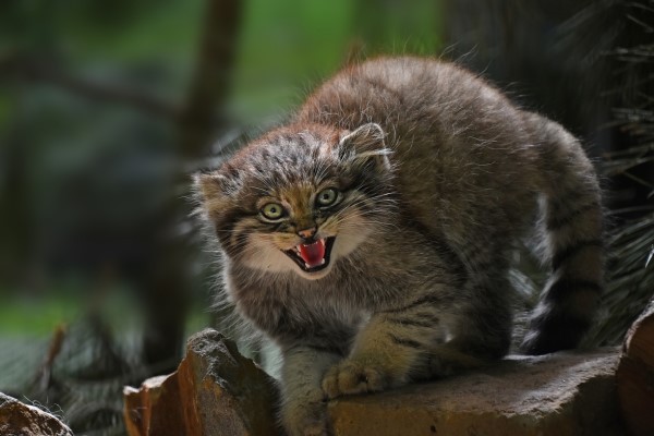 แมวพัลพัส