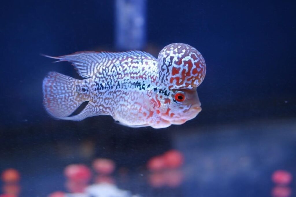 ความต้องการพื้นฐานของ ปลาหมอสี