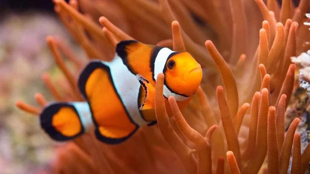 ความรับผิดชอบในการเลี้ยงปลาการ์ตูน